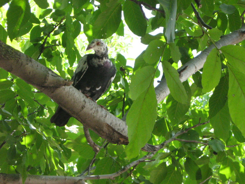 E COD ROSU...VREI SA MA ZBORI...!!! - PORUMBEI-selectii