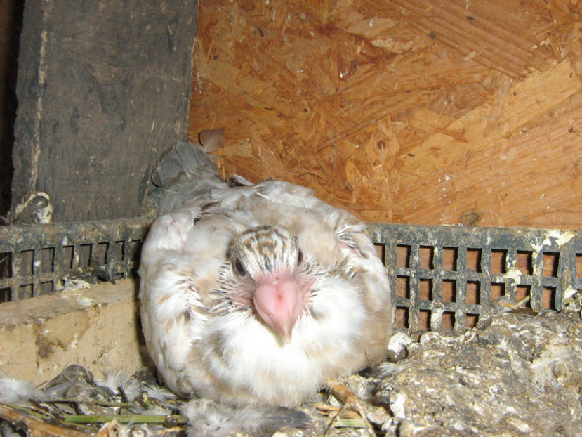 Picture 789 - VOIAJORI STIL VECHI SI  VOIAJORI DE FRUMUSETE