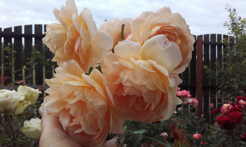  - GOLDEN CELEBRATION David Austin 3