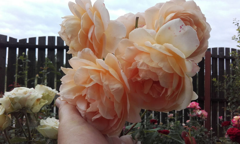  - GOLDEN CELEBRATION David Austin 3
