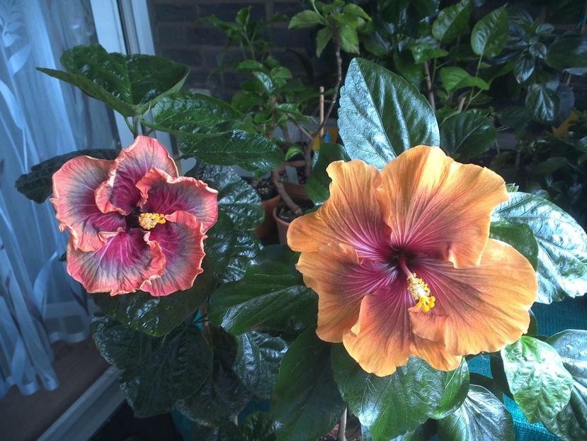 WIN_20170809_105915 - 03Hibiscus