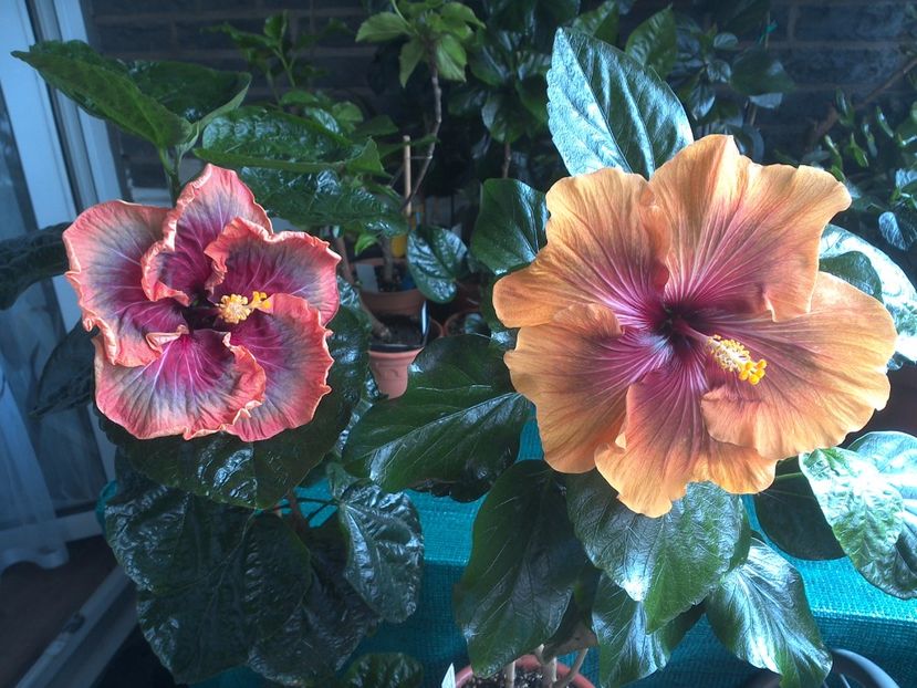WIN_20170809_105922 - 03Hibiscus