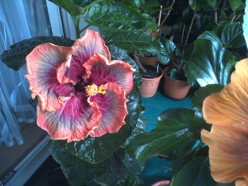 WIN_20170809_105924 - 03Hibiscus