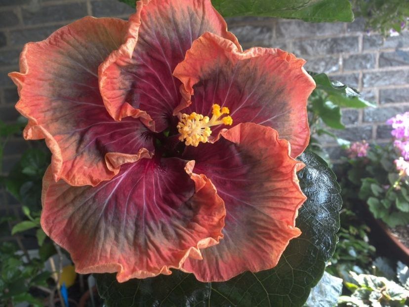 Tah. Purple Passion - 0Hibiscus in colectie infloriti