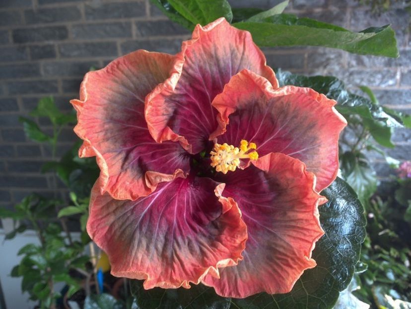 Tah. Purple Passion - 0Hibiscus in colectie infloriti