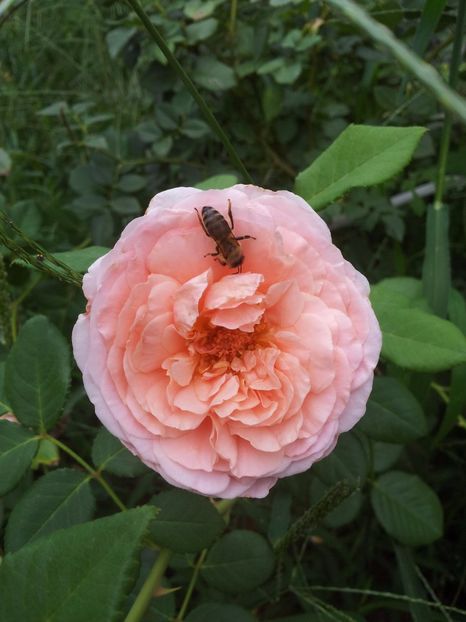  - Abraham Darby