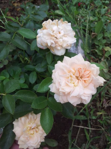  - Garden of Roses
