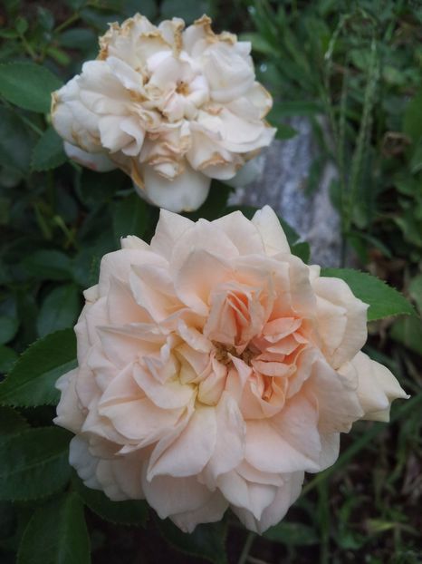  - Garden of Roses