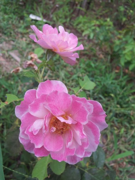  - Lavender Pinocchio