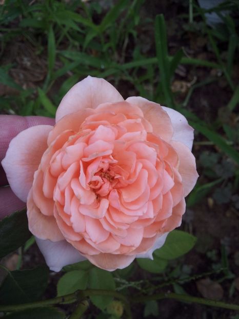  - The Alnwick Rose