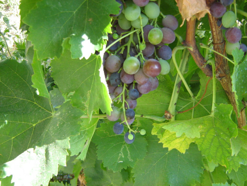 muscat de hamburg - O ALTA PASIUNE