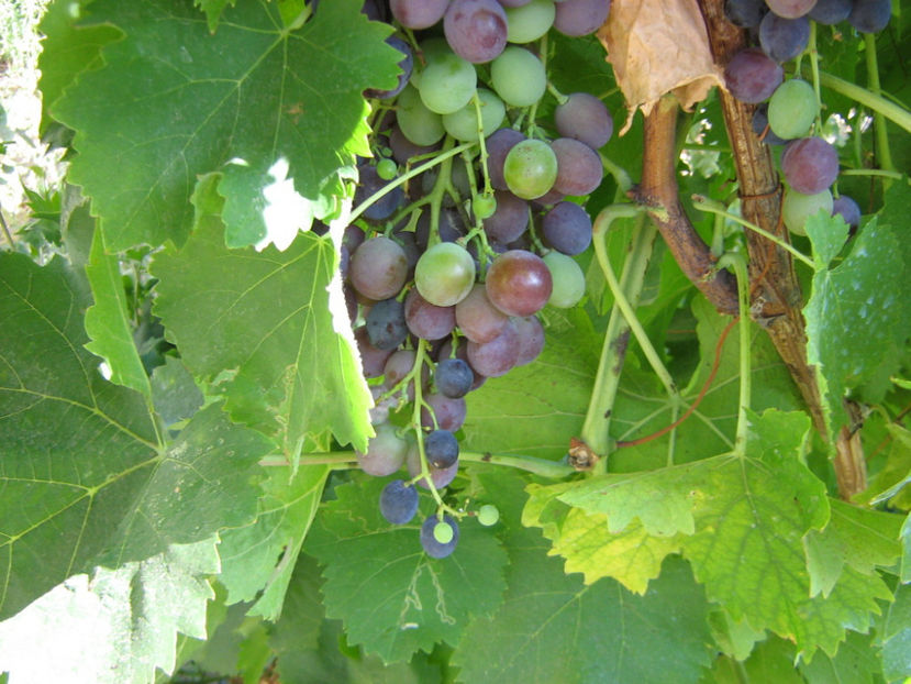 Picture 805 - O ALTA PASIUNE