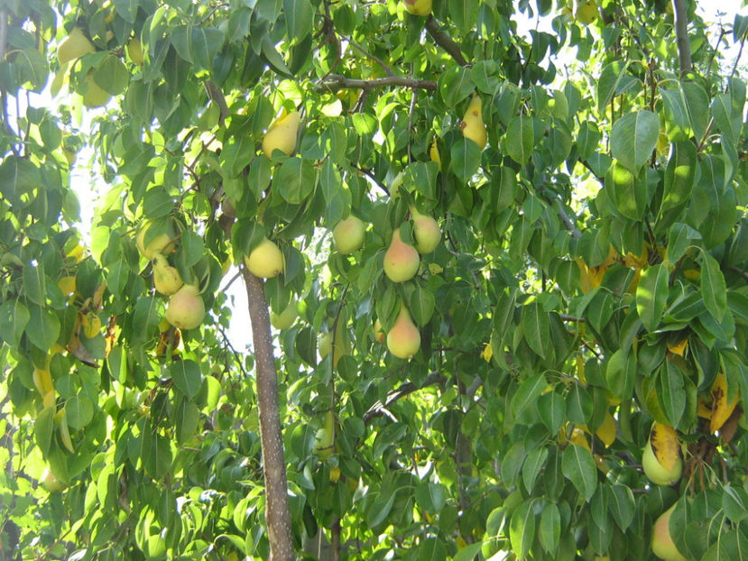 par-vara - O ALTA PASIUNE