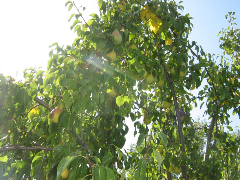 Picture 808 - O ALTA PASIUNE