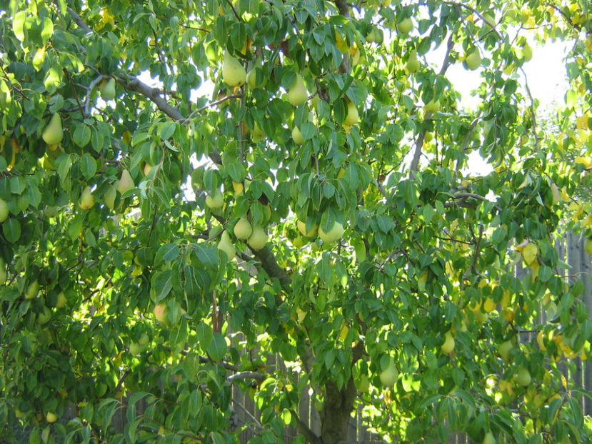 Picture 809 - O ALTA PASIUNE