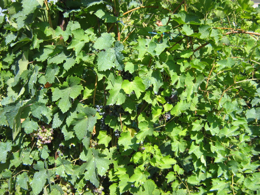 Picture 810 - O ALTA PASIUNE