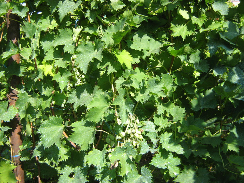 Picture 812 - O ALTA PASIUNE