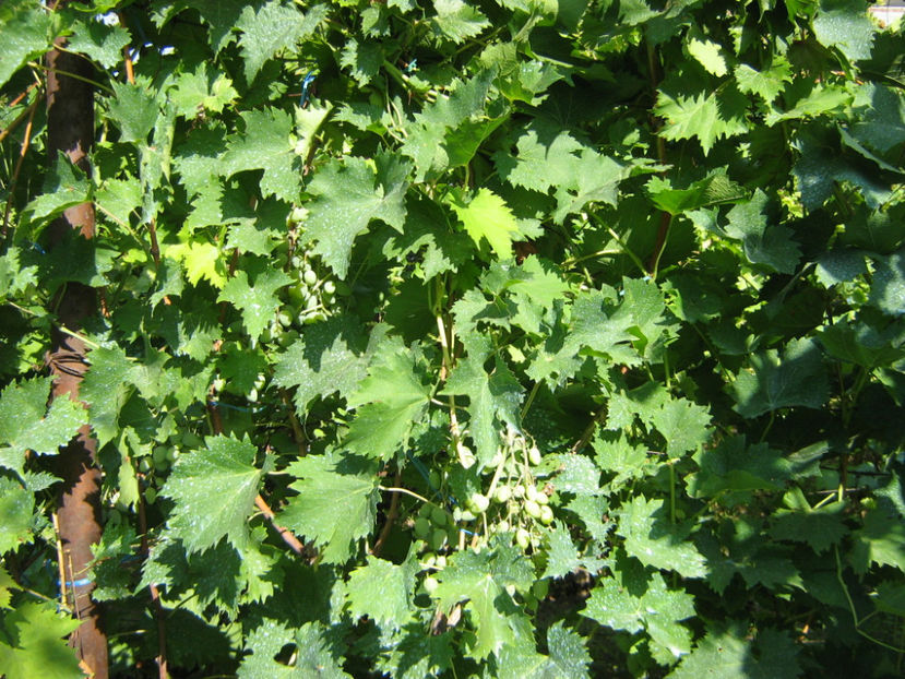 Picture 813 - O ALTA PASIUNE