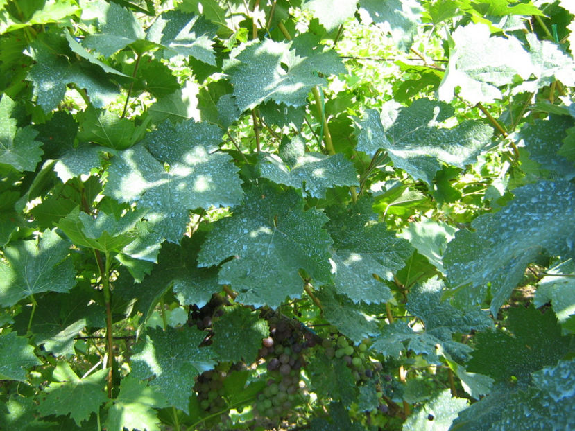 Picture 814 - O ALTA PASIUNE