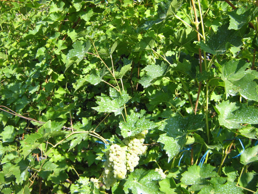 Picture 816 - O ALTA PASIUNE