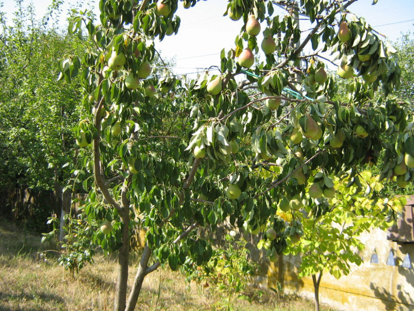 Picture 818 - O ALTA PASIUNE