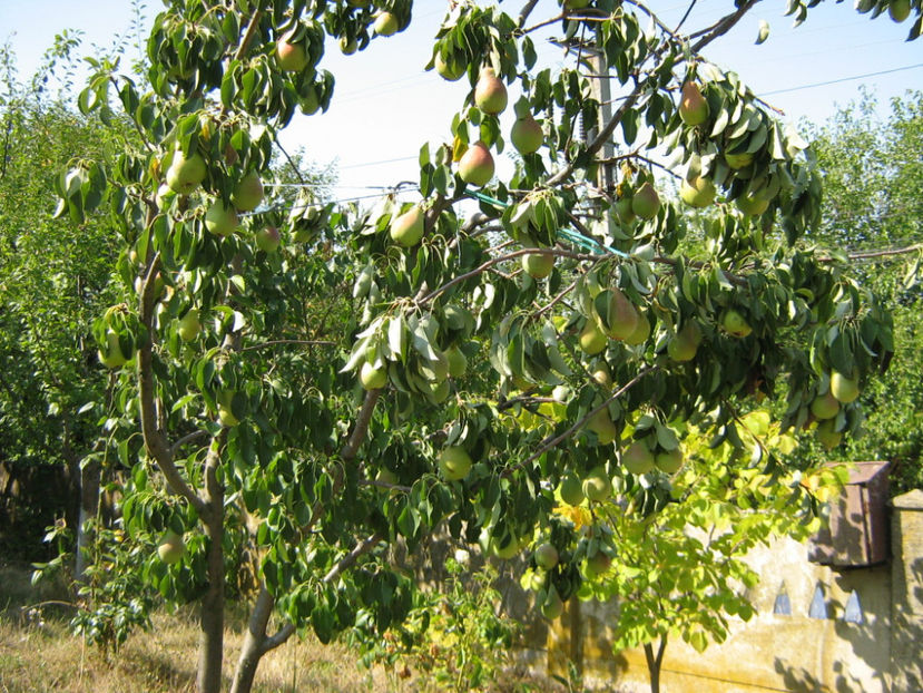 Picture 819 - O ALTA PASIUNE