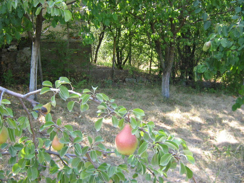 Picture 820 - O ALTA PASIUNE