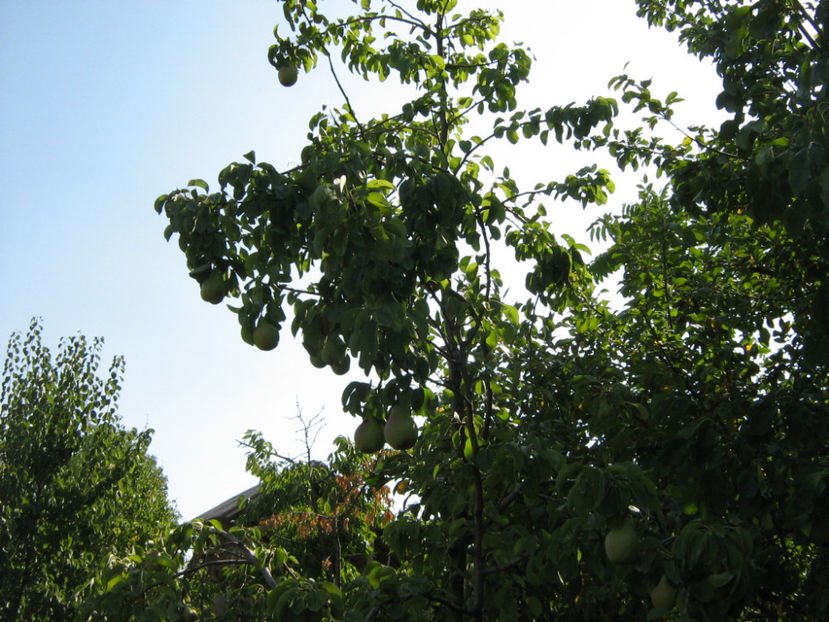 Picture 822 - O ALTA PASIUNE