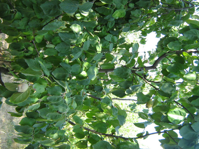 Picture 824 - O ALTA PASIUNE