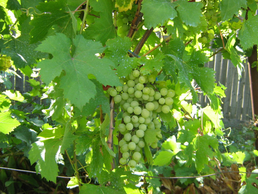 Picture 825 - O ALTA PASIUNE