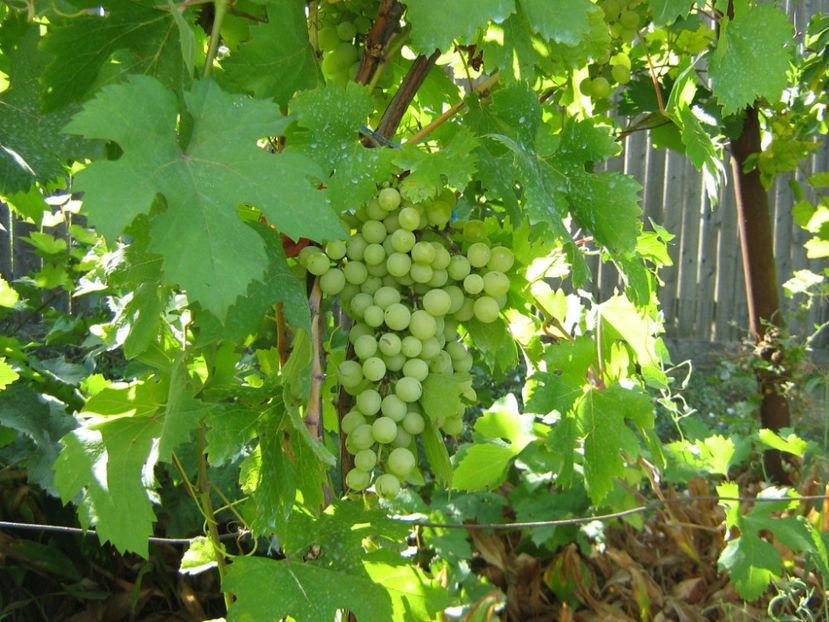 Picture 826 - O ALTA PASIUNE