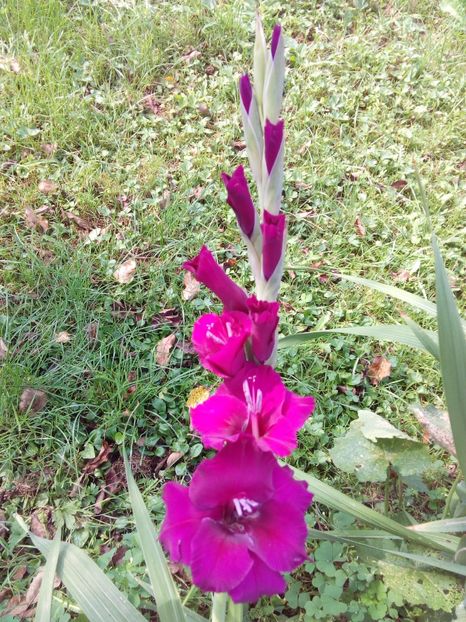  - AAAA_GLADIOLE 2015_2017_2018_2019