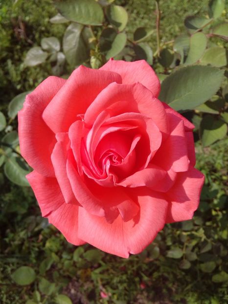  - TRANDAFIRI 2017_2018