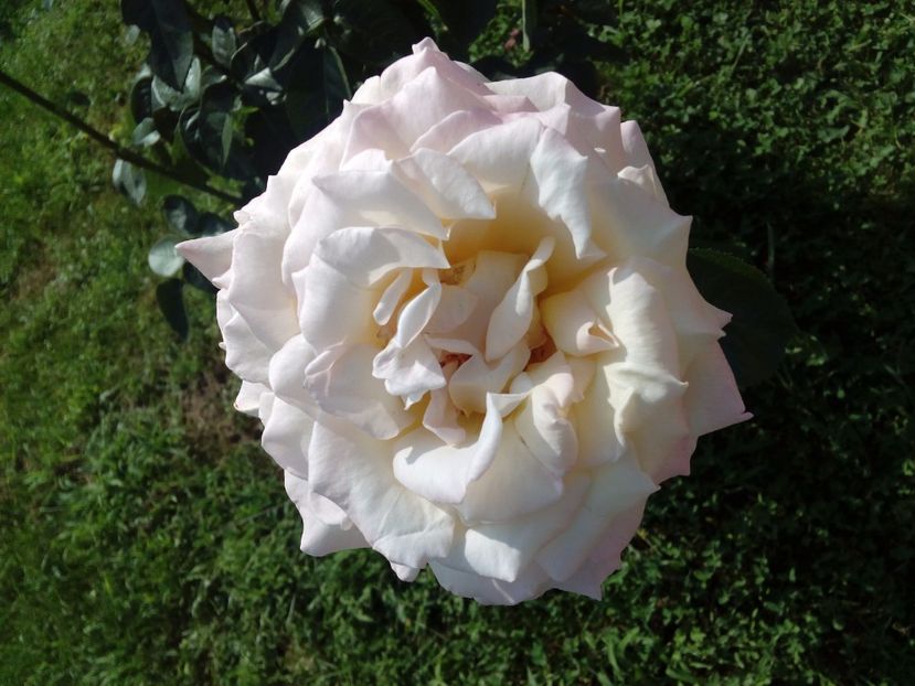  - TRANDAFIRI 2017_2018