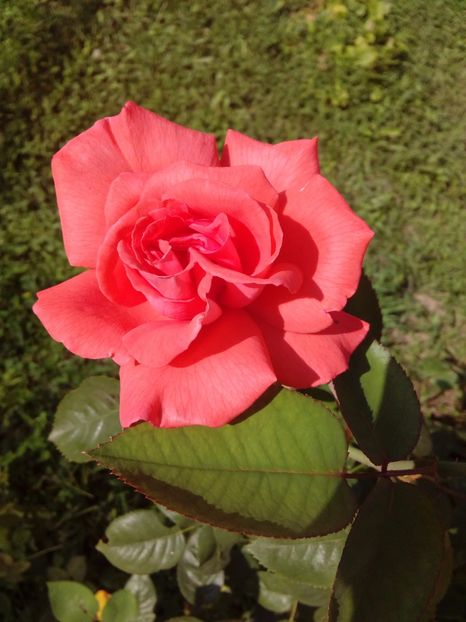  - TRANDAFIRI 2017_2018