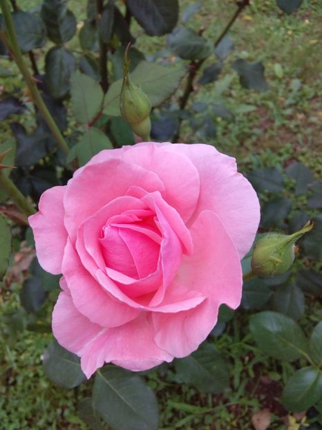  - TRANDAFIRI 2017_2018