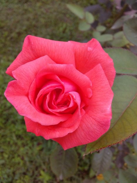  - TRANDAFIRI 2017_2018