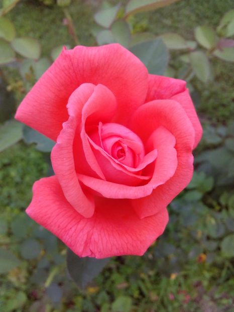  - TRANDAFIRI 2017_2018