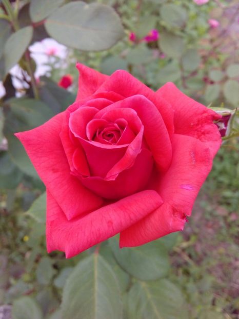  - TRANDAFIRI 2017_2018