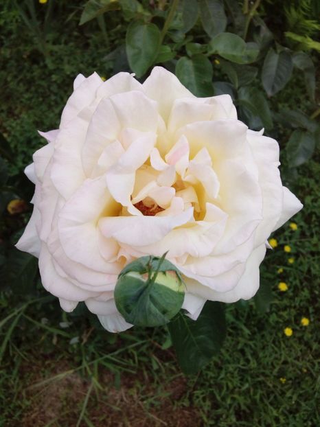  - TRANDAFIRI 2017_2018