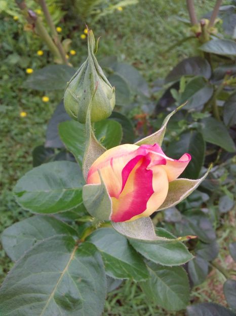  - TRANDAFIRI 2017_2018