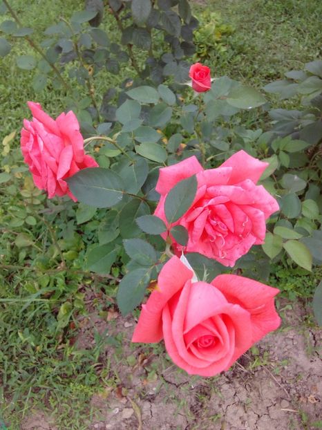  - TRANDAFIRI 2017_2018