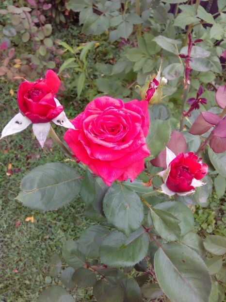  - TRANDAFIRI 2017_2018