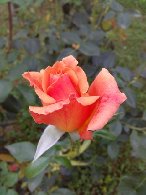  - TRANDAFIRI 2017_2018