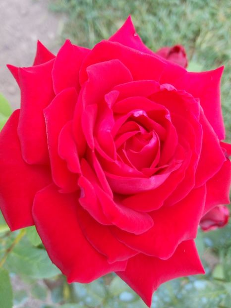  - TH roșu foarte frumos