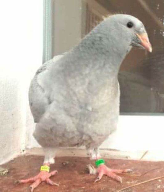  - PENTRU CRESCATORII CARE SE RESPECTA