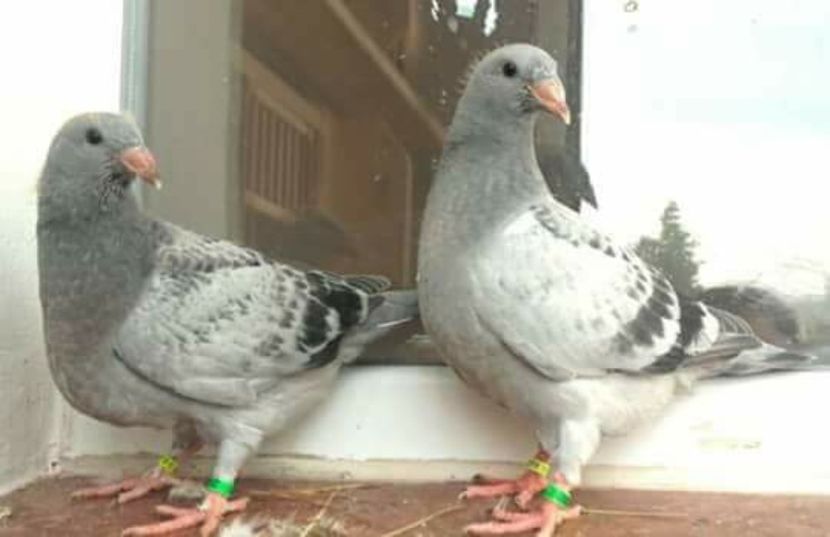  - PENTRU CRESCATORII CARE SE RESPECTA