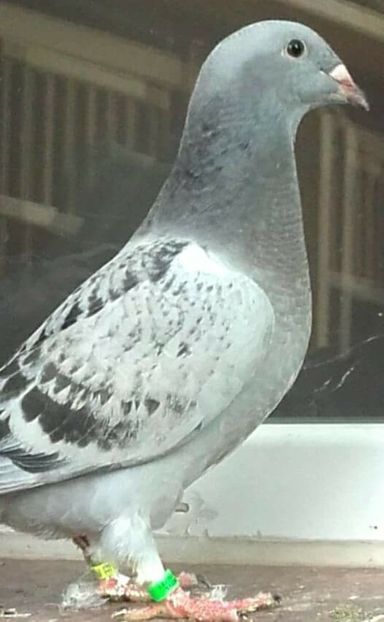 fata 2017 - PENTRU CRESCATORII CARE SE RESPECTA