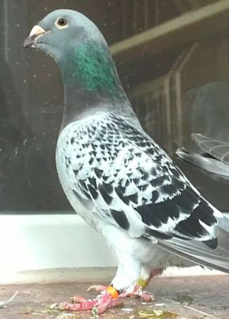 fata 2016 - PENTRU CRESCATORII CARE SE RESPECTA