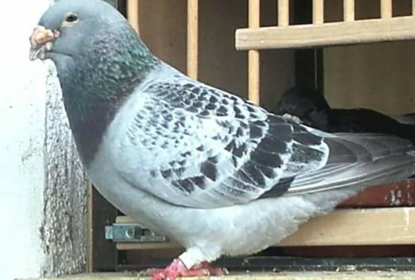 mascul 2015 - PENTRU CRESCATORII CARE SE RESPECTA